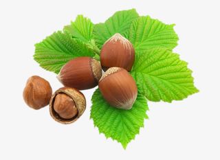 绿色叶子上的板栗免抠