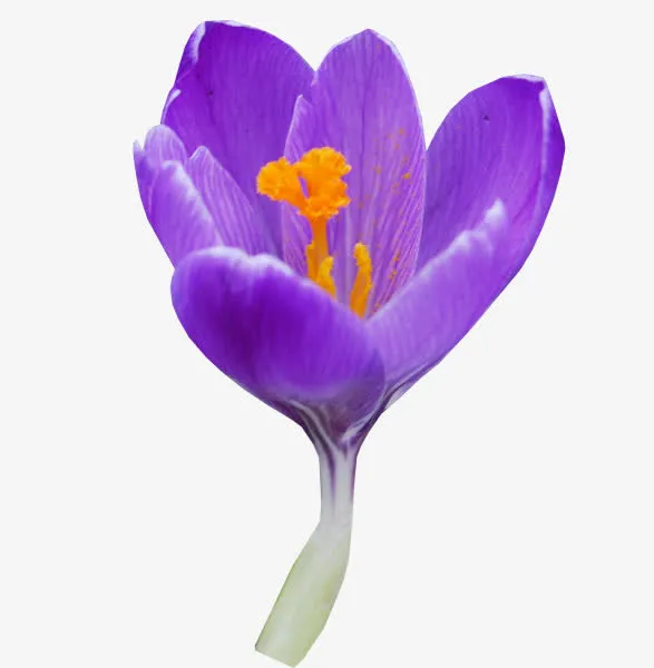 蓝色花瓣png素材免抠