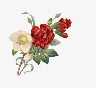 彩色的月季花免抠