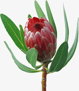 绿叶红色花苞图片免抠