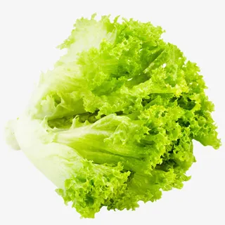 绿色新鲜生菜免抠