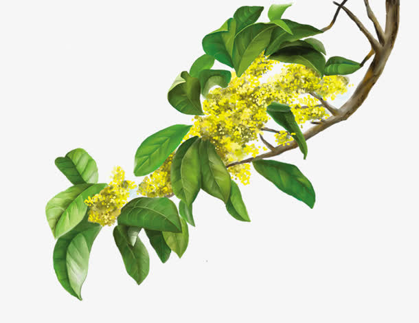 黄色桂花清新宽屏免抠