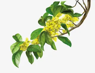 黄色桂花清新宽屏免抠