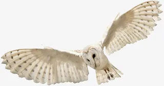 飞起的老鹰免抠