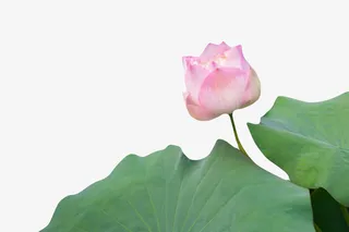 粉红色纯洁的荷叶上的水芙蓉实物免抠