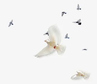 和平鸽和大雁免抠