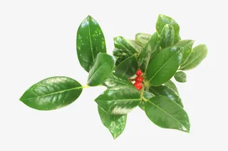 枸骨叶冬青 叶子 红色果子免抠