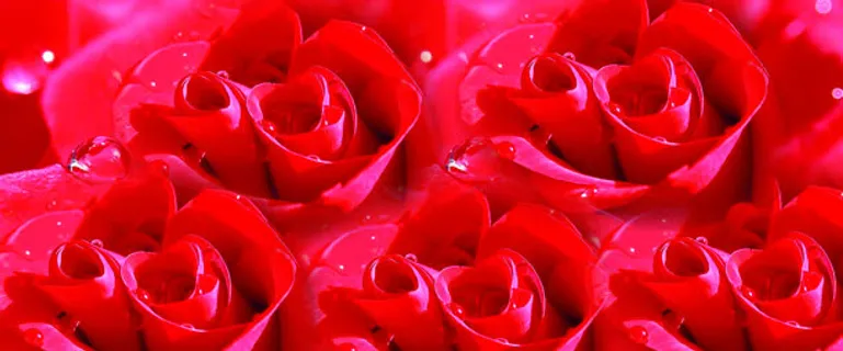 红色玫瑰背景图