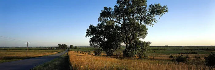 大树公路海报素材高清