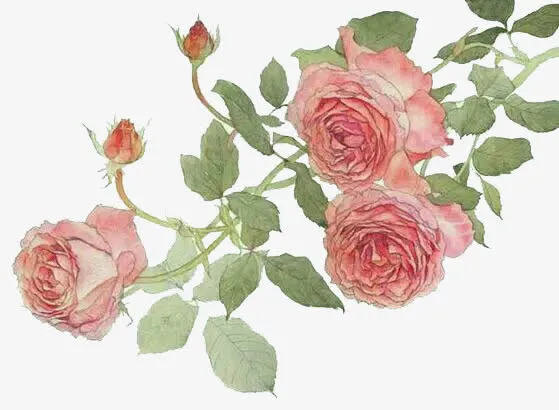 唯美手绘玫瑰免抠