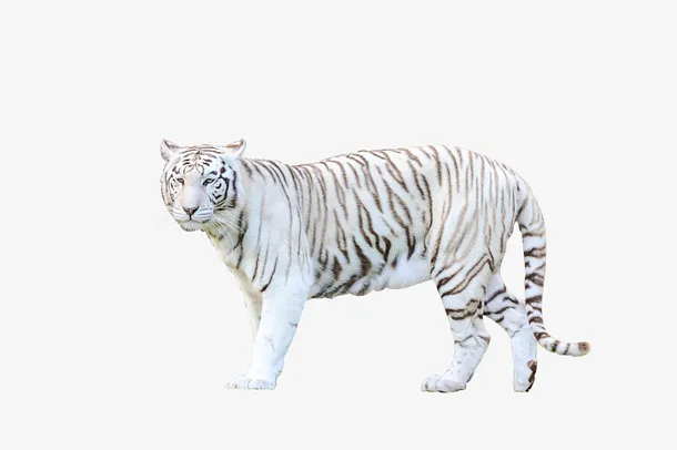 孟加拉大白虎免抠