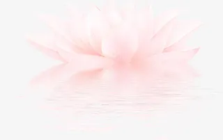 带水珠的荷花免抠