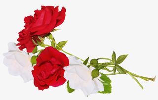 花卉装饰图案免抠