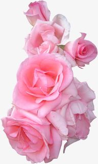 大红色免扣玫瑰花免抠