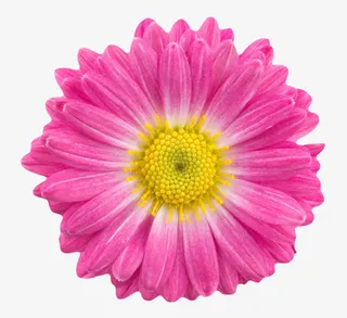 紫色鲜艳的黄色花蕾的一朵大花实免抠