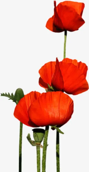 花草插画线描花草免抠