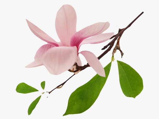 粉红色香味分支带绿叶的玉兰花瓣免抠