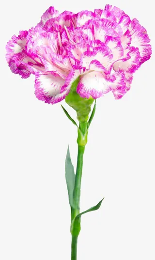 白色紫色相间康乃馨免抠