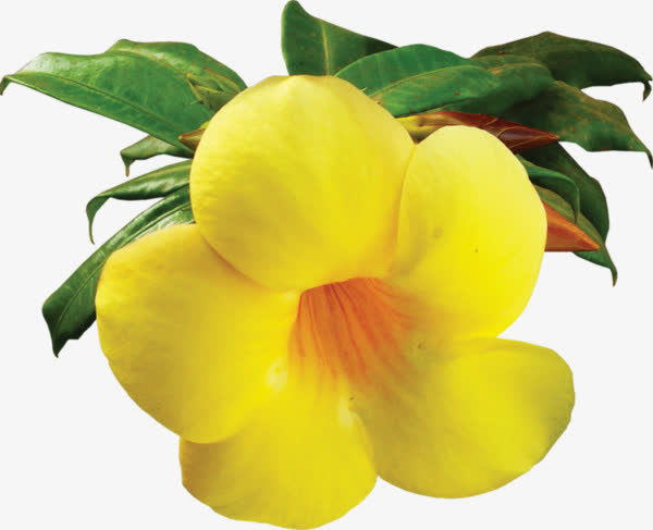 黄色鲜花免抠