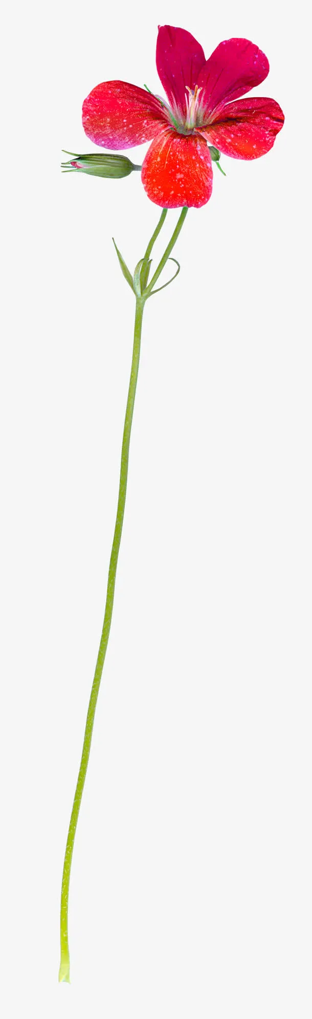 美丽花朵免抠