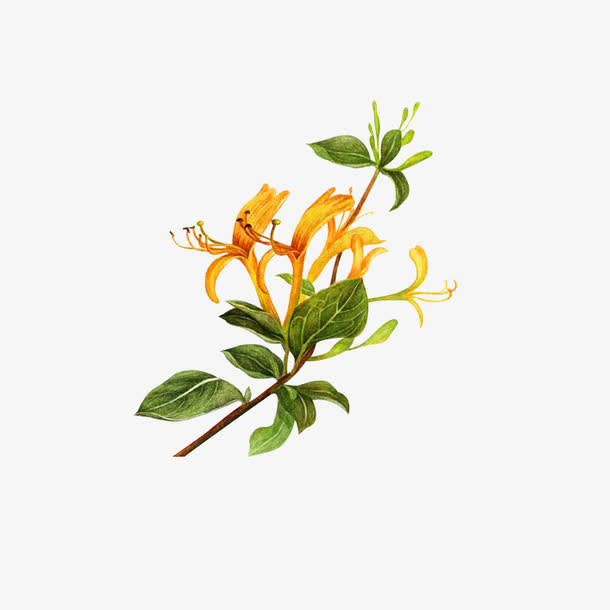 手绘金银花免抠