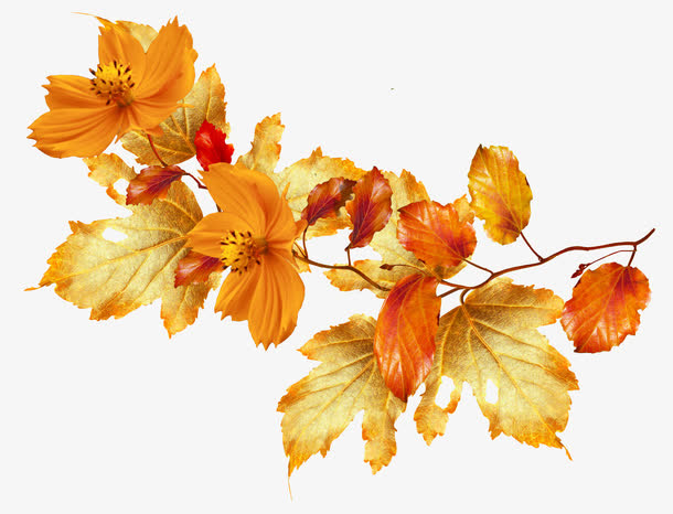 黄色花枝免抠