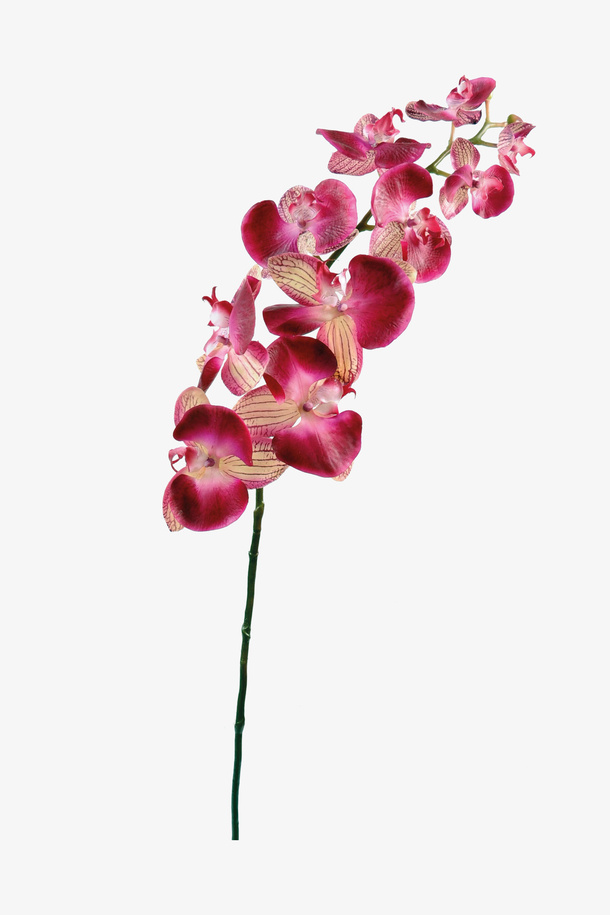 花卉免抠