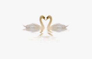一对天鹅素材免抠
