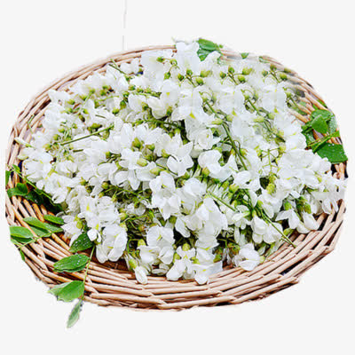 一筐洋槐花免抠