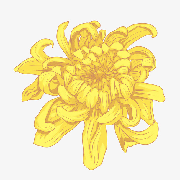 手绘重阳节花卉菊花装饰免抠