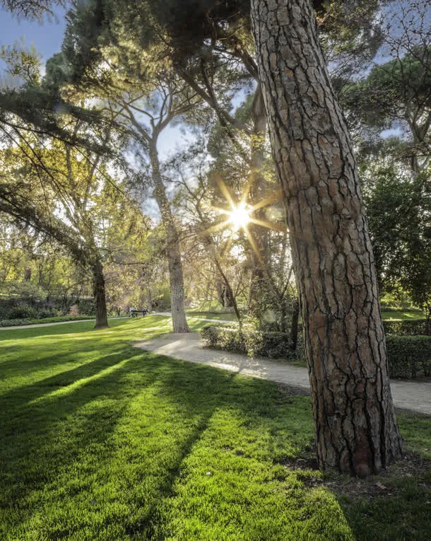 树木日光公园照片免抠