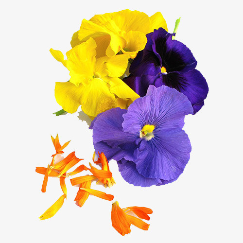 金盏花花瓣实物PNG免抠