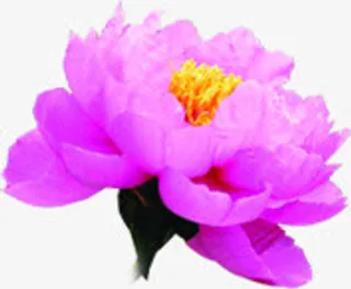 中秋节粉色花朵高清免抠