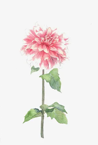 手绘大丽花免抠