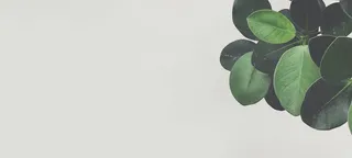 简约绿叶背景高清