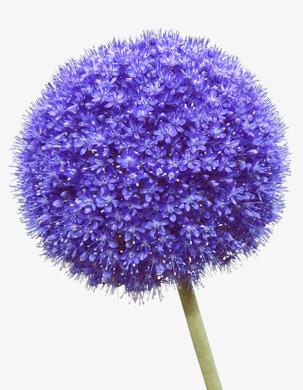 花球免抠