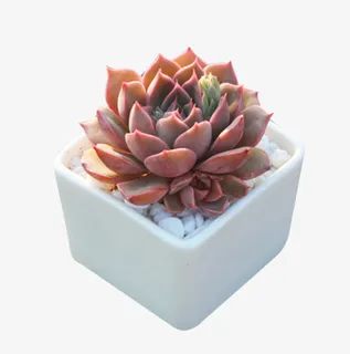 植物 玫瑰夫人多肉 观音莲免抠 植物 玫瑰夫人多肉 观音莲免抠