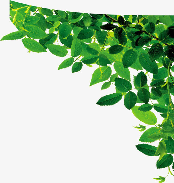 春天茂密绿叶装饰免抠