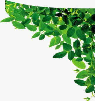 春天茂密绿叶装饰免抠