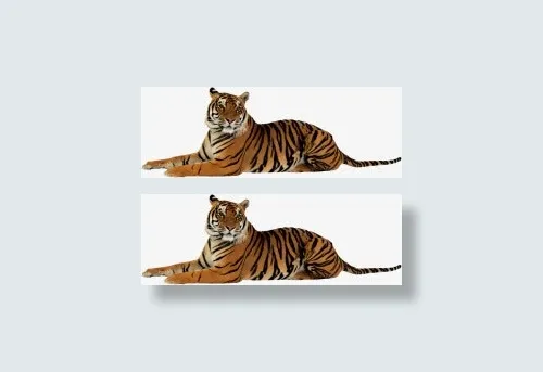 高清野生老虎动物免抠