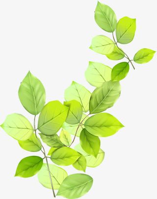 春天清新绿叶树叶装饰免抠