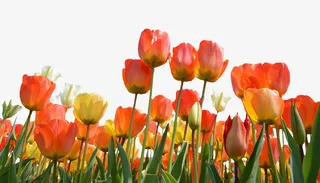 春天野外红色郁金香免抠动植物植物元素