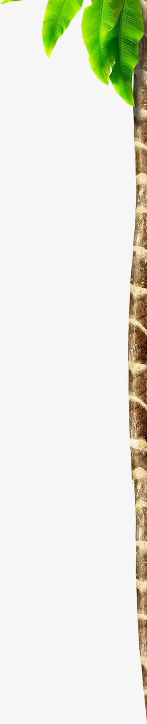 摄影海报效果绿色枇杷叶免抠