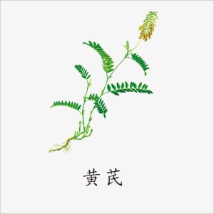 黄芪免抠