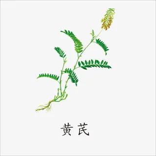 黄芪免抠 黄芪免抠