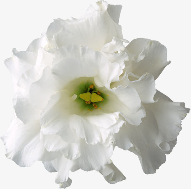 花卉图案素材鲜花花卉免抠