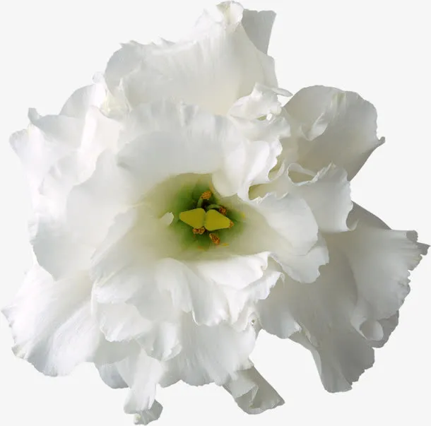 花卉图案素材鲜花花卉免抠