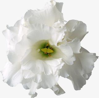 花卉图案素材鲜花花卉免抠