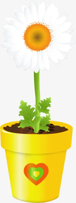 白色菊花免抠