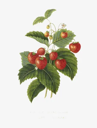 手绘圣女果文艺油画风免抠